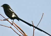 Eastern Grey Shrike
