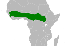 Eastern Long-billed Lark