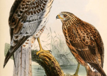 Eastern Marsh Harrier