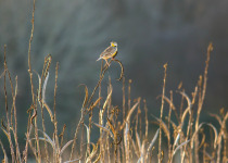 Eastern Meadowlark