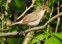Eastern Olivaceous Warbler