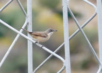Eastern Orphean Warbler