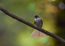 Eastern Phoebe