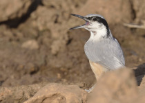Eastern Rock Nuthatch