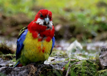Eastern Rosella