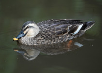Eastern Spot-billed Duck