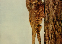 Eastern Whip-poor-will