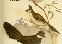 Eastern Whipbird