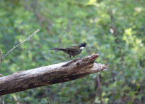 Eastern Whipbird