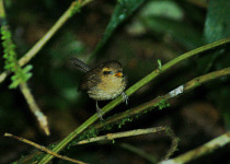Eastern Winter Wren