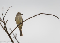 Eastern Wood-Pewee
