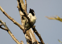 Eastern Yellow-bellied Barbet