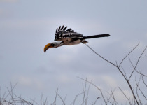 Eastern Yellow-billed Hornbill