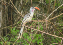 Eastern Yellow-billed Hornbill