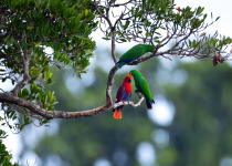 Eclectus Parrot