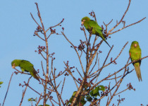 Ecuadorian Parakeet