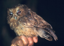 Ecuadorian Screech Owl