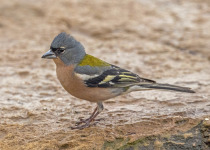 Ecuadorian Sierra Finch