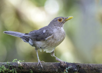 Ecuadorian Thrush