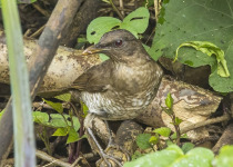 Ecuadorian Thrush