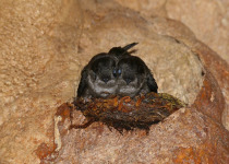 Edible-nest swiftlet
