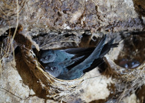 Edible-nest swiftlet
