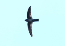 Edible-nest swiftlet