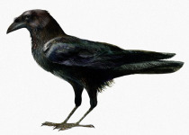 Edith's Crow
