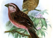 Edward's Rosefinch