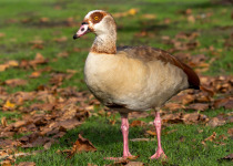 Egyptian Goose