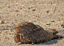 Egyptian Nightjar