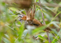 Eisenmann's Wren