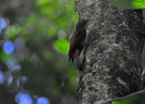 Elegant Bristle-Tyrant