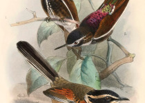 Elegant Crescentchest