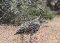 Elegant Crested Tinamou