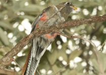Elegant Trogon