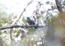 Elegant Trogon