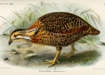 Elgon Francolin