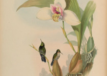 Emerald-chinned Hummingbird