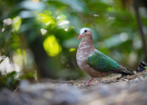 Emerald Dove