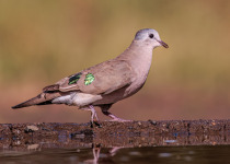 Emerald-spotted Wood Dove