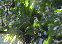 Emerald Toucanet