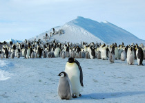Emperor Penguin