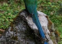Equatorial Motmot