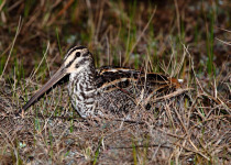 Ethiopian Snipe