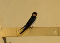 Ethiopian Swallow