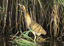 Eurasian Bittern