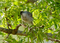 Eurasian Blackcap