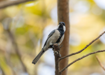Eurasian Blue Tit