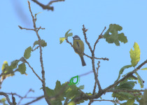 Eurasian Blue Tit